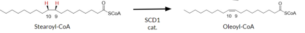 [Figure 1]  Desaturation Reaction Catalyzed by SCD1: Stearoyl-CoA (left) is converted to oleoyl-CoA (right) through the introduction of a double bond between C9 and C10.