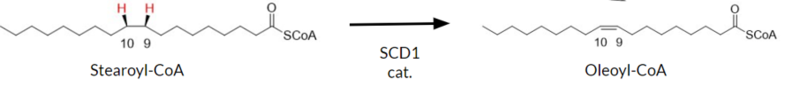 [Figure 1]  Desaturation Reaction Catalyzed by SCD1: Stearoyl-CoA (left) is converted to oleoyl-CoA (right) through the introduction of a double bond between C9 and C10.