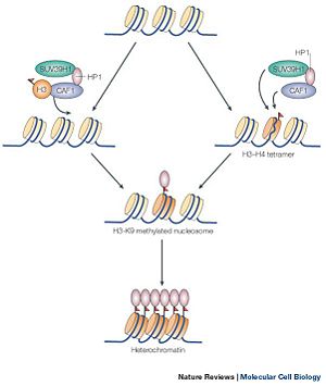 Figure 1 showing the methylation of the histone protein and the subsequent formation of heterochromatin