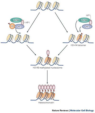 Figure 1 showing the methylation of the histone protein and the subsequent formation of heterochromatin