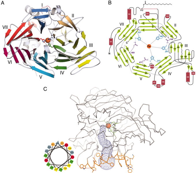Image:RPE65 Figure4 Structure.jpg