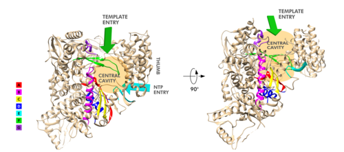 Motifs of SARS-Cov-2 RpRd.