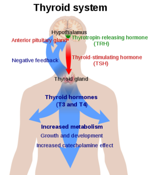 Fig.1 An overview of the Thyroid System source: Thyroid Hormones