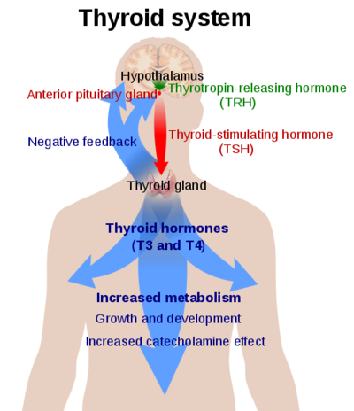 An overview of the Thyroid System source: Thyroid Hormones