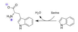 β-catalyzed reaction