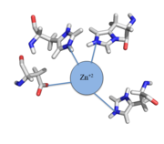 Figure 1:Zn+2 tetrahedral binding complex