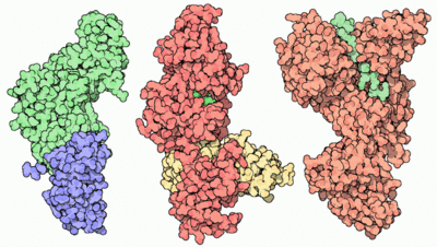 Anthrax toxin is composed of protective antigen (left, PDB entry 1acc) which delivers edema factor and lethal factor (center and right, PDB entries 1k90 and 1jky). They are the toxic components that attack cells.