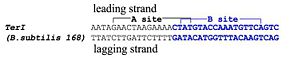 Fig 4.1 TerI site from B. subtilis showing the nRB sequence (blue)