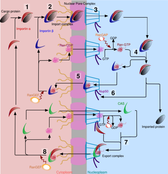 Nuclear import of proteins through importins α and β