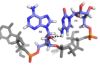 C4 is maintained in its position by a hydrogen bond between C4 amino group and the A2 2’ oxygen