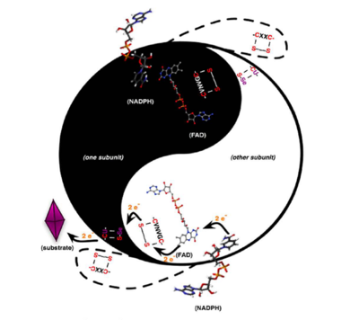 Arner, E.S.J (2009) Biochimica et Biophysica Acta 1790,495-526