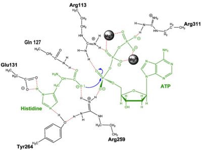 Adenylation reaction catalyzed by HisRS.