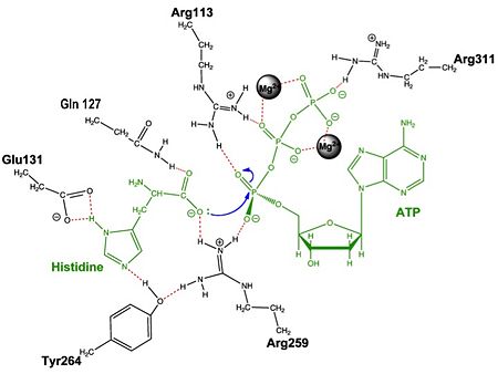 Adenylation reaction catalyzed by HisRS.
