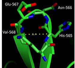 β-turn in factor XIa