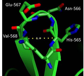β-turn in factor XIa