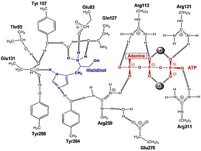 Active Site Residues