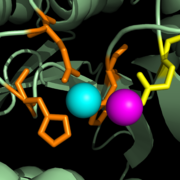 Figure 4: Interaction between the inhibitory zinc and Glu270.  The inhibitory Zn2+ ion is displayed in magenta.  Glu270 is shown explicitly in yellow.  The catalytic Zn2+ ion is still being stabilized in place by His69, Glu72, and His196 (shown in orange).