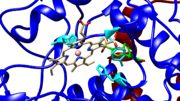 Figure 3: Peroxidase activite site. Image taken in Chimera from PDB file 5KIR.