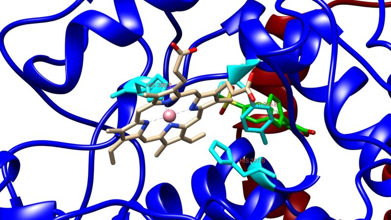Image:Peroxidase activity site.jpg