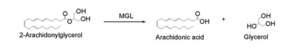 Overall reaction representing the hydrolysis of 2-AG by MGL