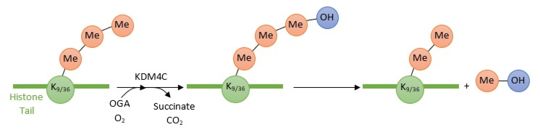 Enzymatic reaction of demethylation of H3K9(me3) and H3K36(me3) by KDM4C