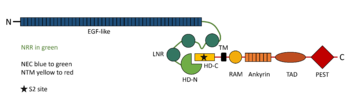 Schematic picture of NOTCH1 domains with emphasis on regions contributing to the interaction between the two subunits.