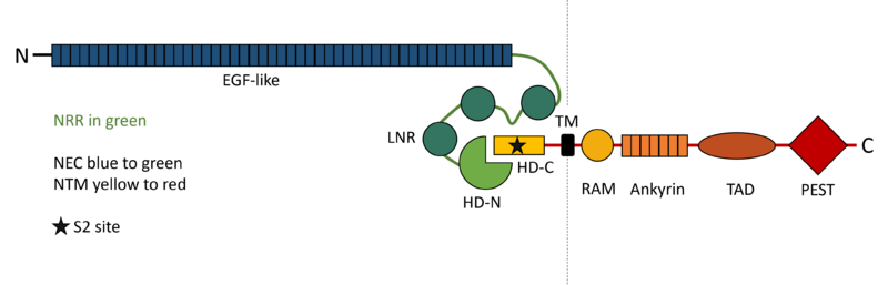 Image:Figure Domains.png