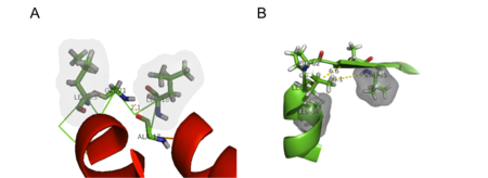 Examples of C-terminal helix capping motifs present in KSI. (A) α-L  capping motif. (B) Proline capping motif.