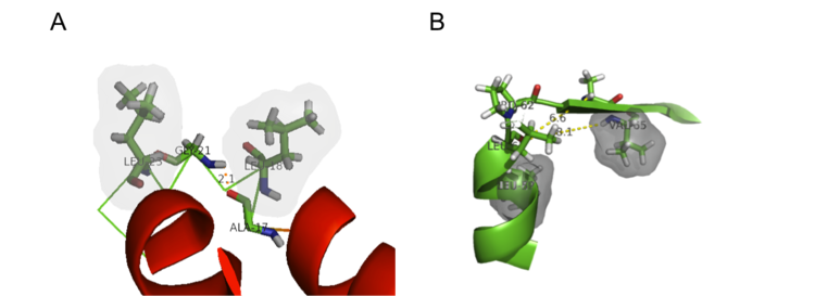 Examples of C-terminal helix capping motifs present in KSI. (A) α-L  capping motif. (B) Proline capping motif.
