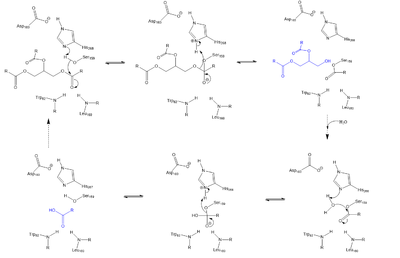 Serine hydrolase mechanism utilized by LPL to catalyze the breakdown of one ester bond of a triglyceride