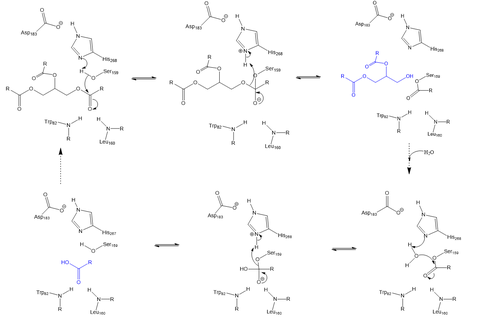 Serine hydrolase mechanism utilized by LPL to catalyze the breakdown of one ester bond of a triglyceride. Compounds colored blue are the products of the hydrolysis.
