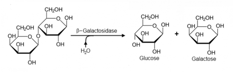 Image:Lactase reaction.PNG