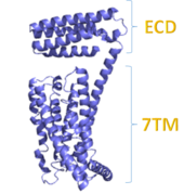 ECD and 7TM of protein