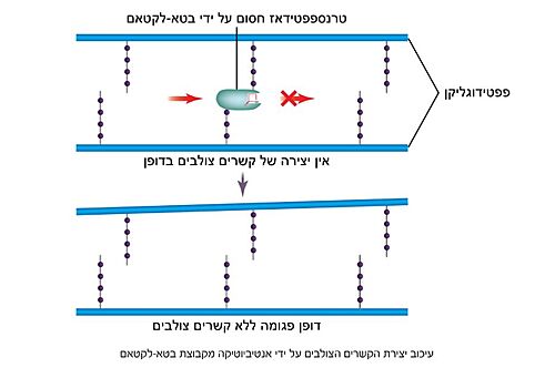 תמונה מס. 4: פעילות האנזים טרנספפטידאז