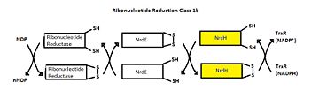 Ribonucleotide Reduction Class Ib general mechanism. The role of NrdH is highlighted.