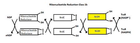 Figure 4.Ribonucleotide Reduction Class Ib general pathway. The role of NrdH is highlighted.
