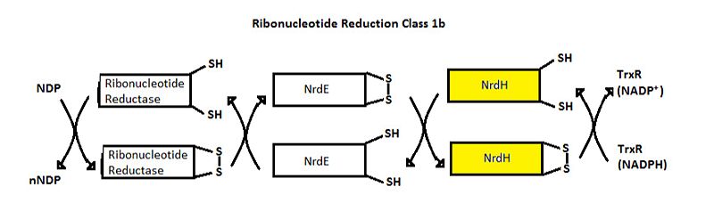 Image:Ribonucleotide Reduction Class 1b.jpg