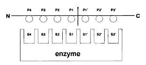 Binding Specificity