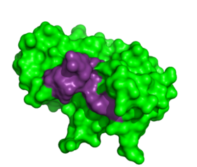Thymidylic acid tetramer complexed with ribonuclease A