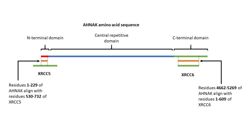 Image:AHNAKFigureKu.2.jpg