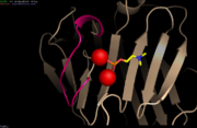 Loop involved in Ca2+-binding site 