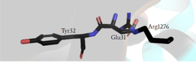 Figure 3: Arg1276 of the GRD active site is sterically hindered in the closed conformation by Glu31 of Ras as it attempts to interact with the γ-carbon of Tyr32, but is unable to properly form a bond. Making binding to Ras impossible in the closed conformation.