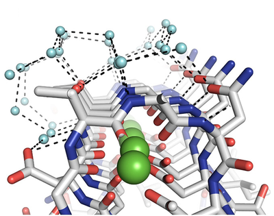 Threonines and Aspartates are lined up in a manner that binds nearby water molecules in a manner that is off-set from the ice crystal lattice