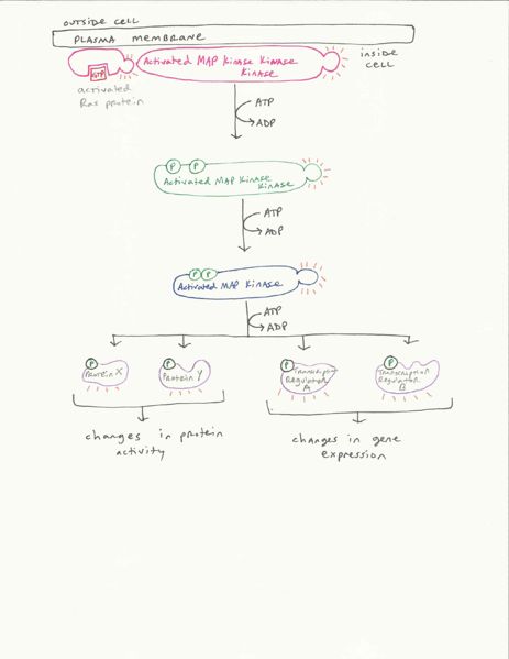 Image:MAPK pathway.jpeg