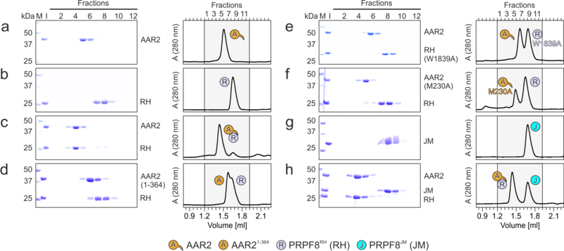 Image:Fig2AAR2.png