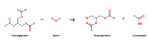 Hydrolysis of triacylglycerol. This reaction is catalyzed by HGL.
