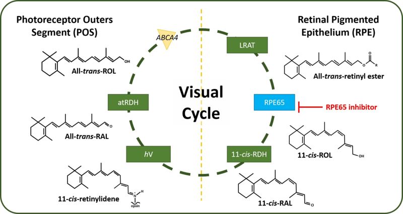 Image:Visual Cycle RPE65.jpg