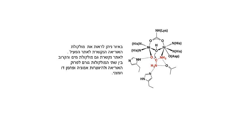 Image:תגובה עם הסבר.jpg