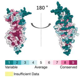 Figure 2: Conservation scores of the individual residues mapped at the surface of APC.  Created using the ConSurf database (https://consurfdb.tau.ac.il/)