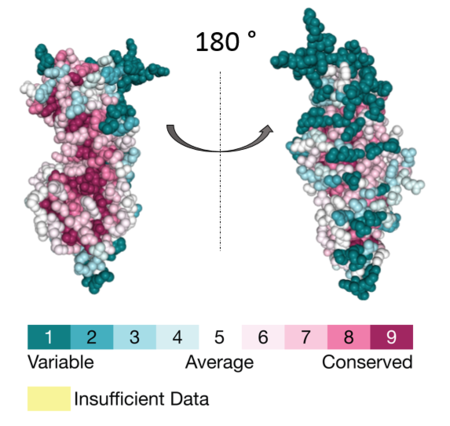 Figure 2: Conservation scores of the individual residues mapped at the surface of APC.  Created using the ConSurf database (https://consurfdb.tau.ac.il/)